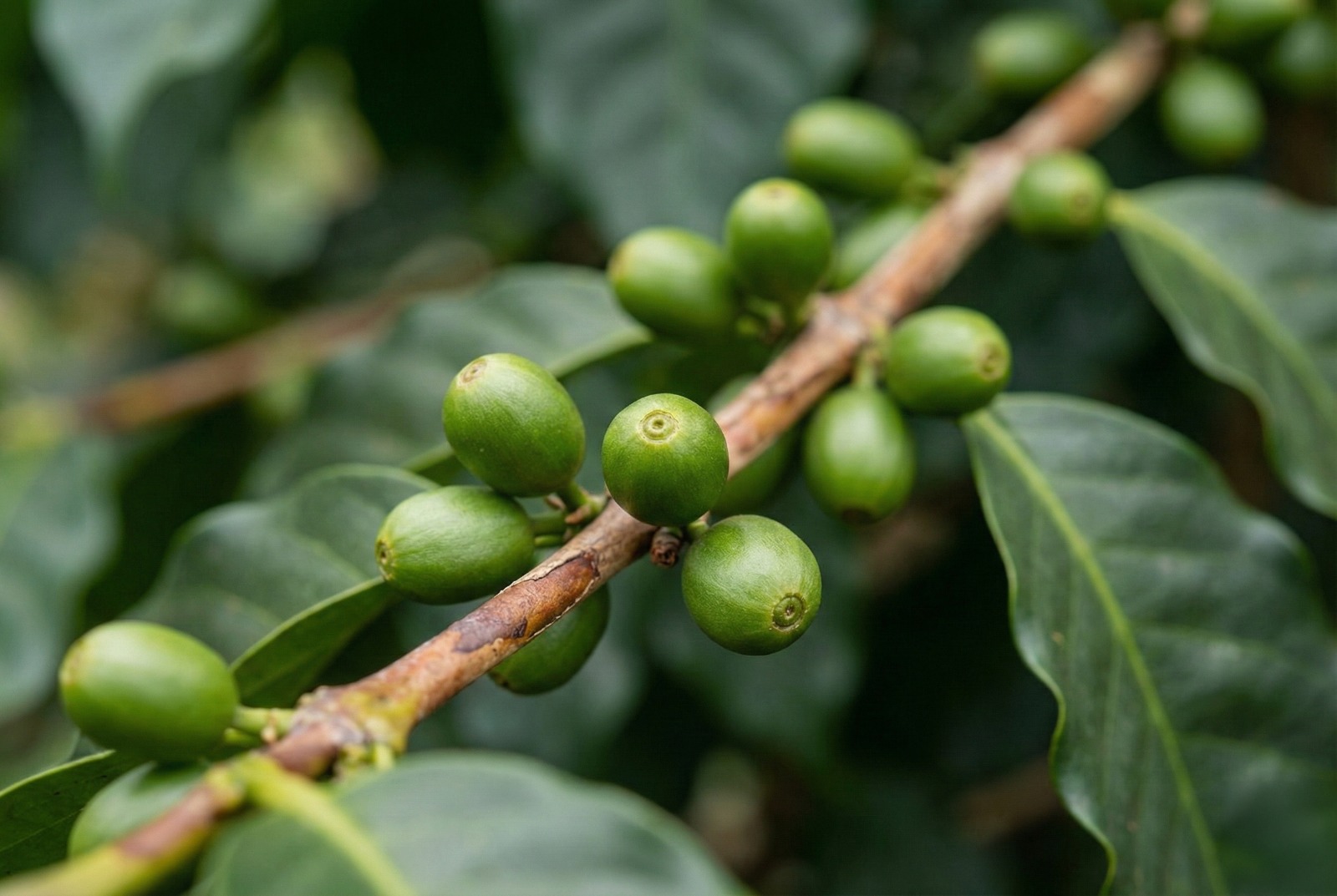 Corporate Floral Gifting Dubai