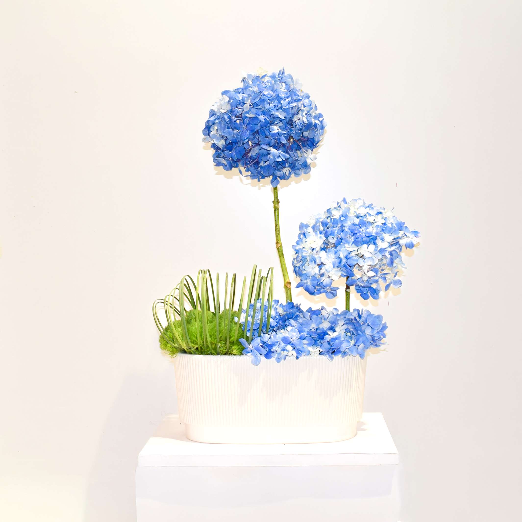 Blue Hydrangea Dubai